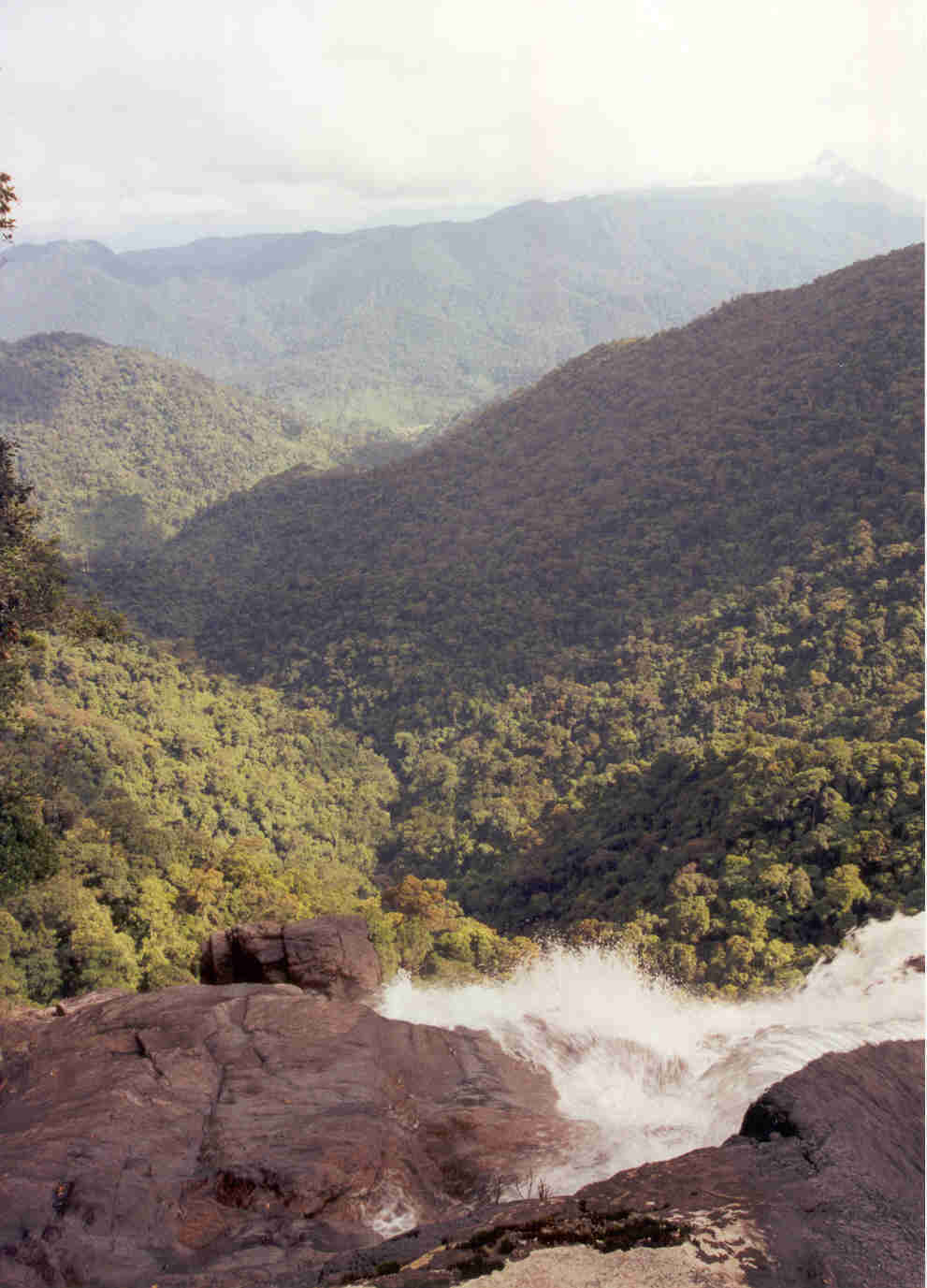 Forest scenery in Bach Ma National Park